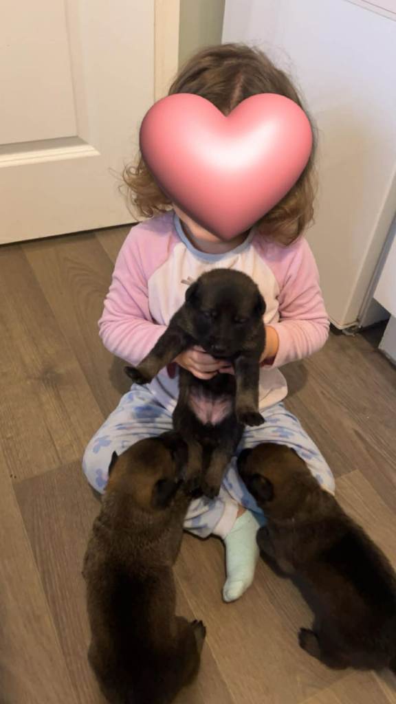 Belgian Malinios puppies 