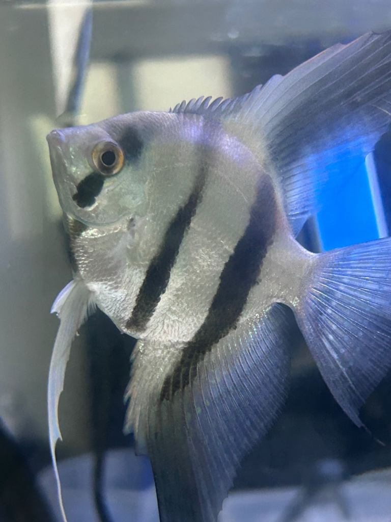 image for Various tropical fish for sale 