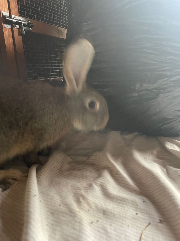 Male continental giant rabbit