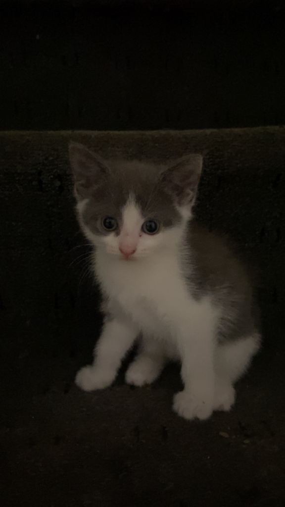Kittens 
