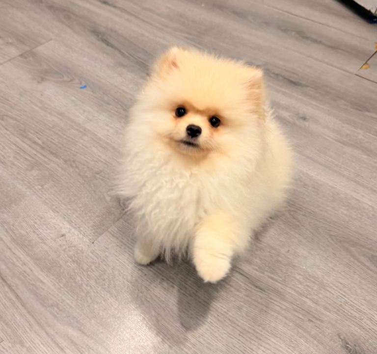 Pomerian puppy