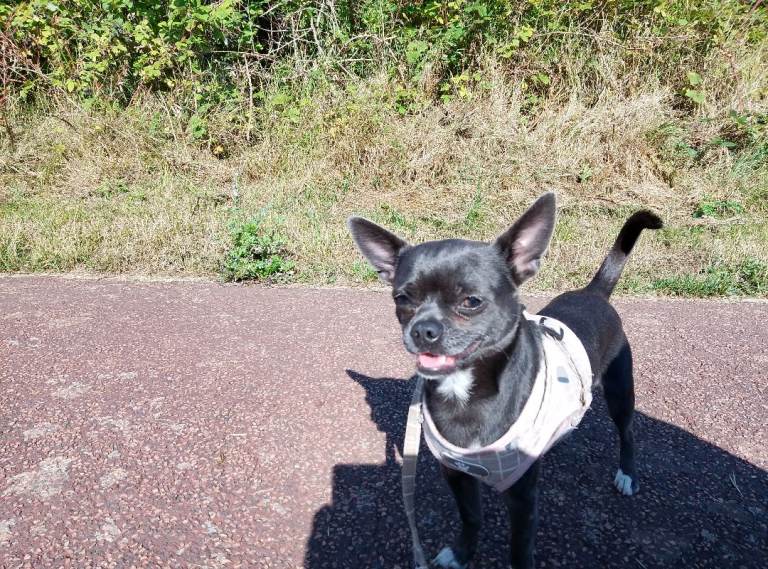 Chihuahua 