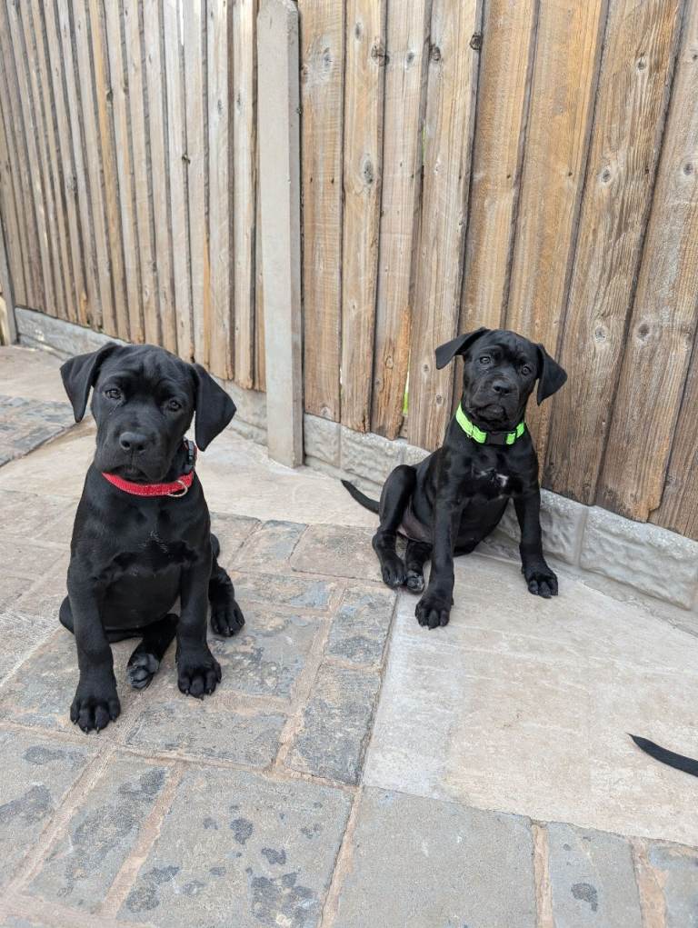 Black Female Cane corso puppies 10 weeks old