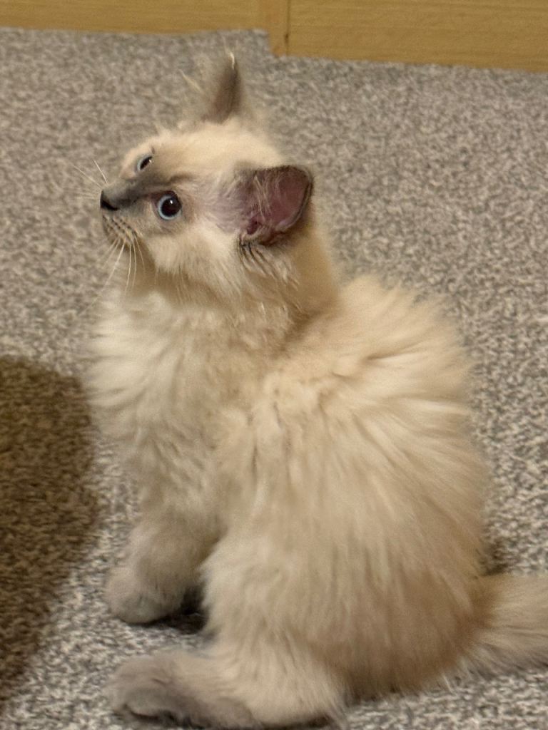 Ragdoll kitten 