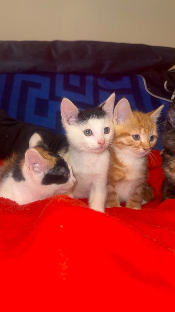 Kittens
