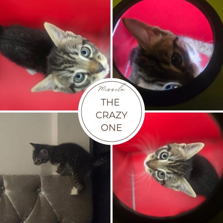 Adorable kittens ready for their new homes