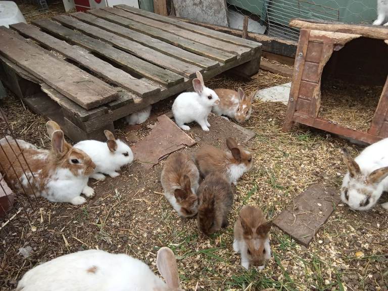 English rabbits