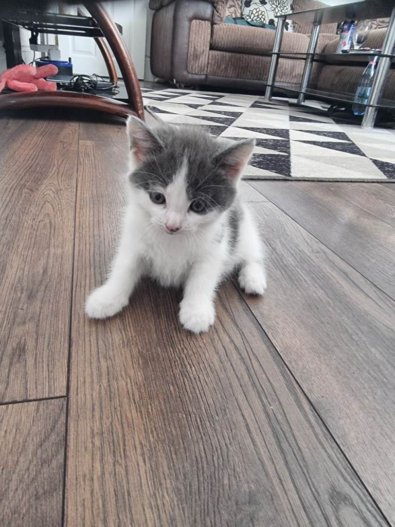 Kittens
