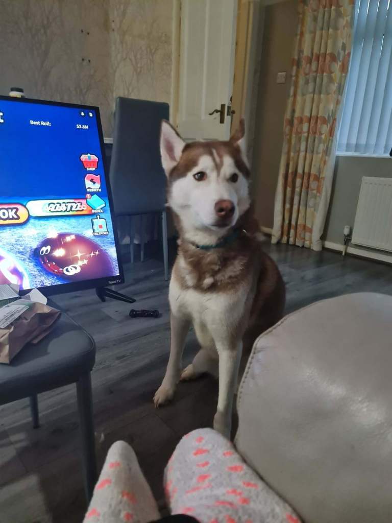 4 year old siberian husky