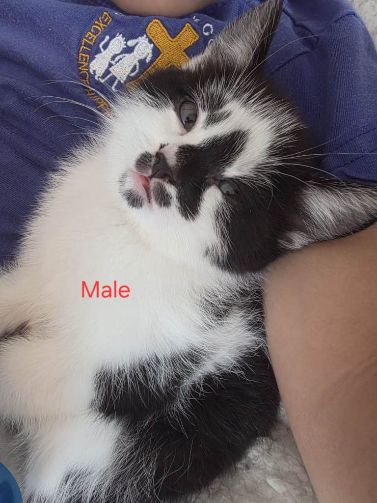 Kittens 