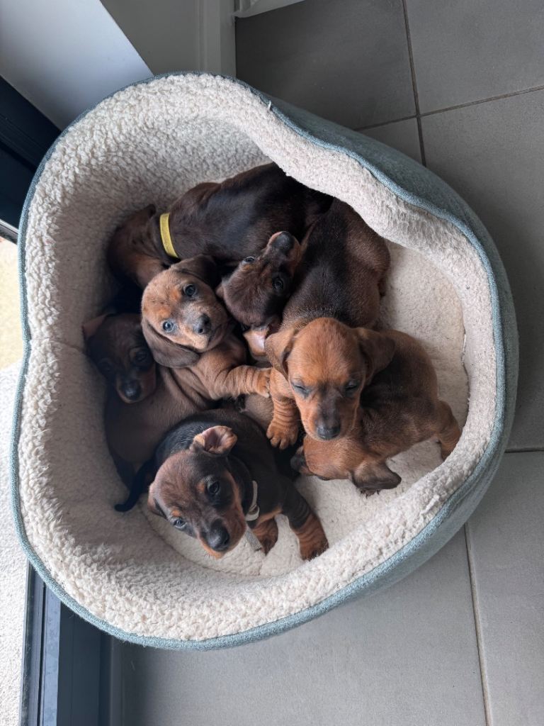 Dachshund Puppies