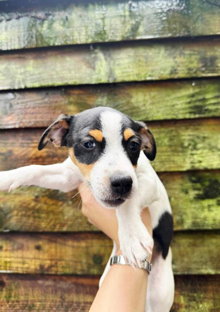 4 Puppies for sale