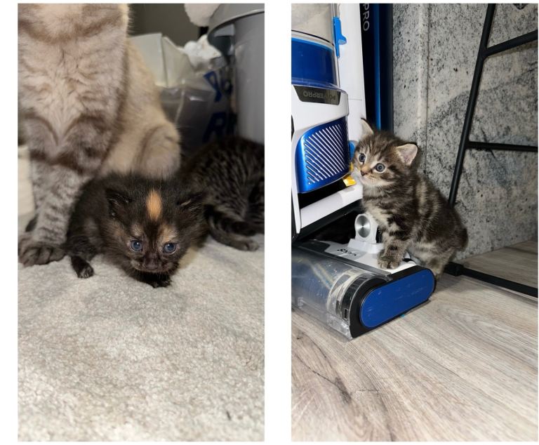 Ragdoll and domestic shorthair mix for sale