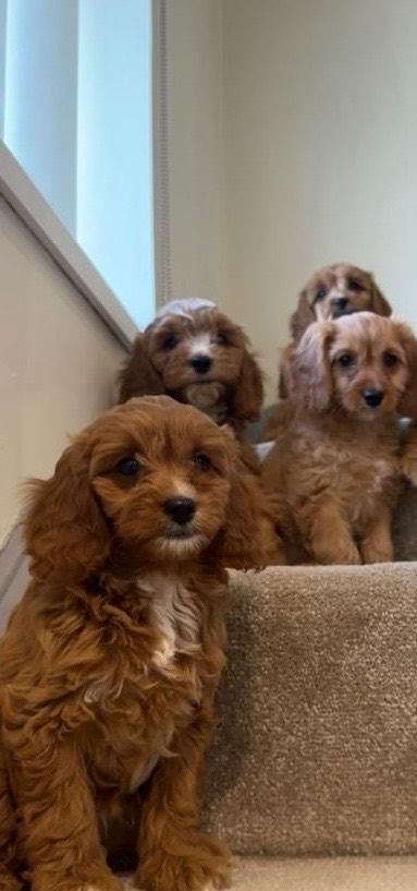 Rubys gorgeous cavapoos