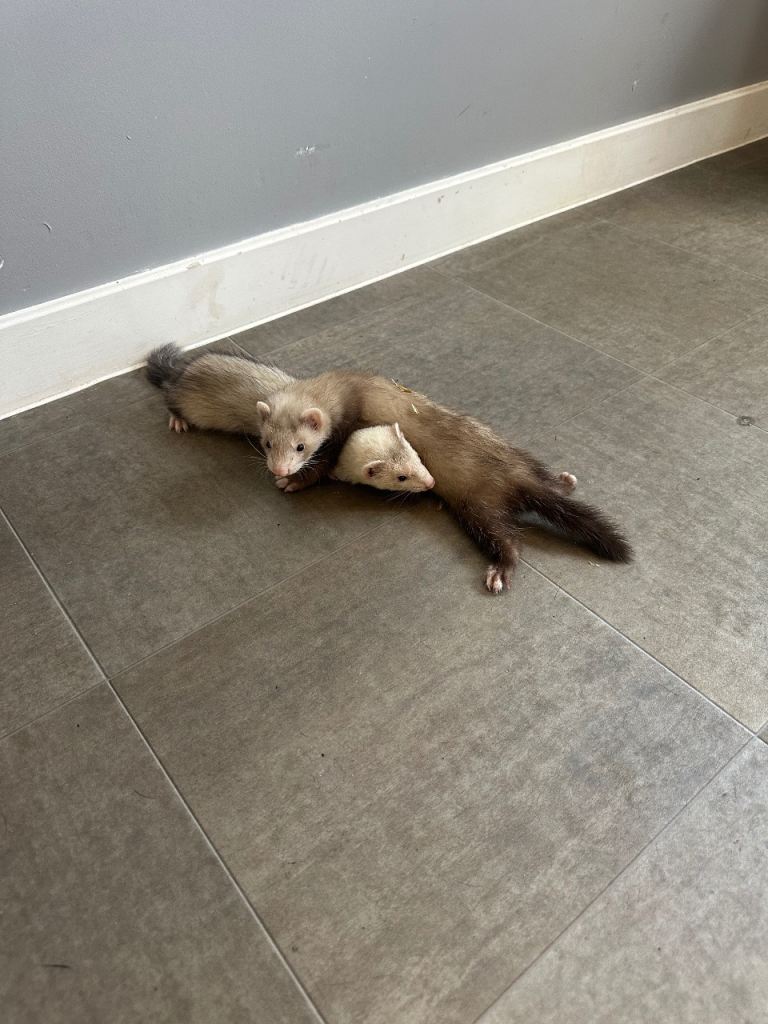 2 x ferrets & setup 
