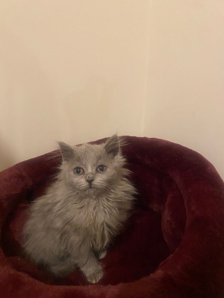 British long hair kitten