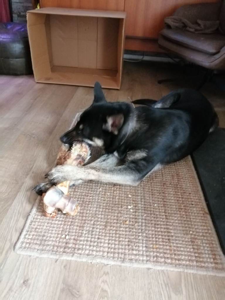 8 month old cross breed 