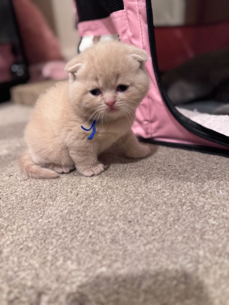 Fluffy British Shorthair Babies Looking for Homes 💕