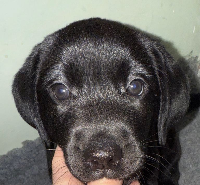 Labrador Retriever Puppies x2 Black 