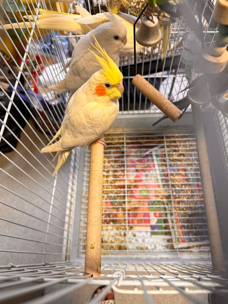Cockatiels for sale 