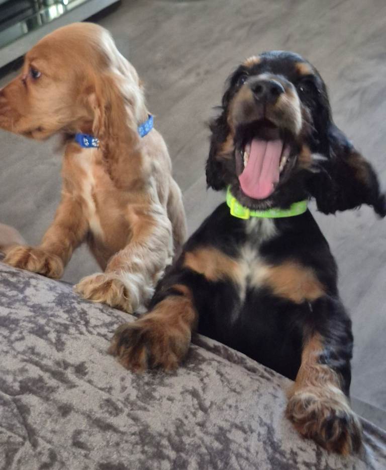 Cocker spaniel puppies 