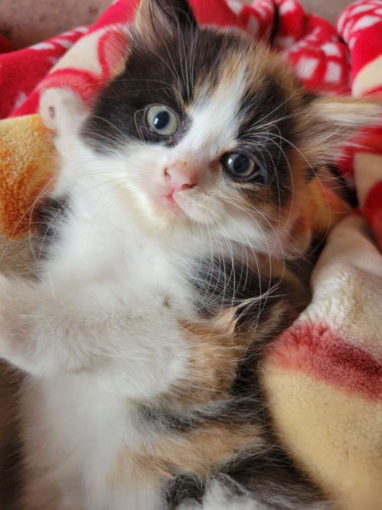 11 week old kitten /female 