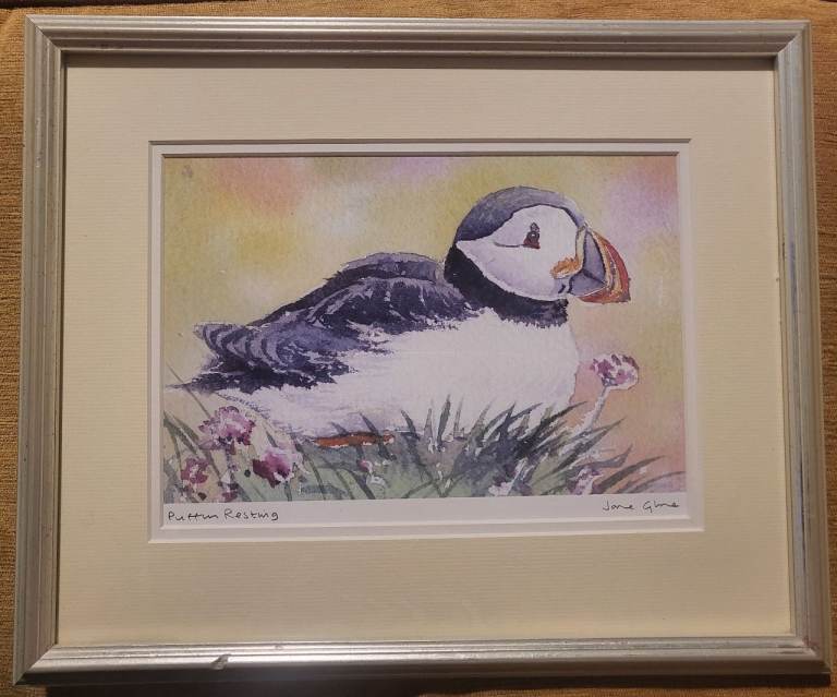 image for Framed Puffin Resting Print - Jane Gilne
