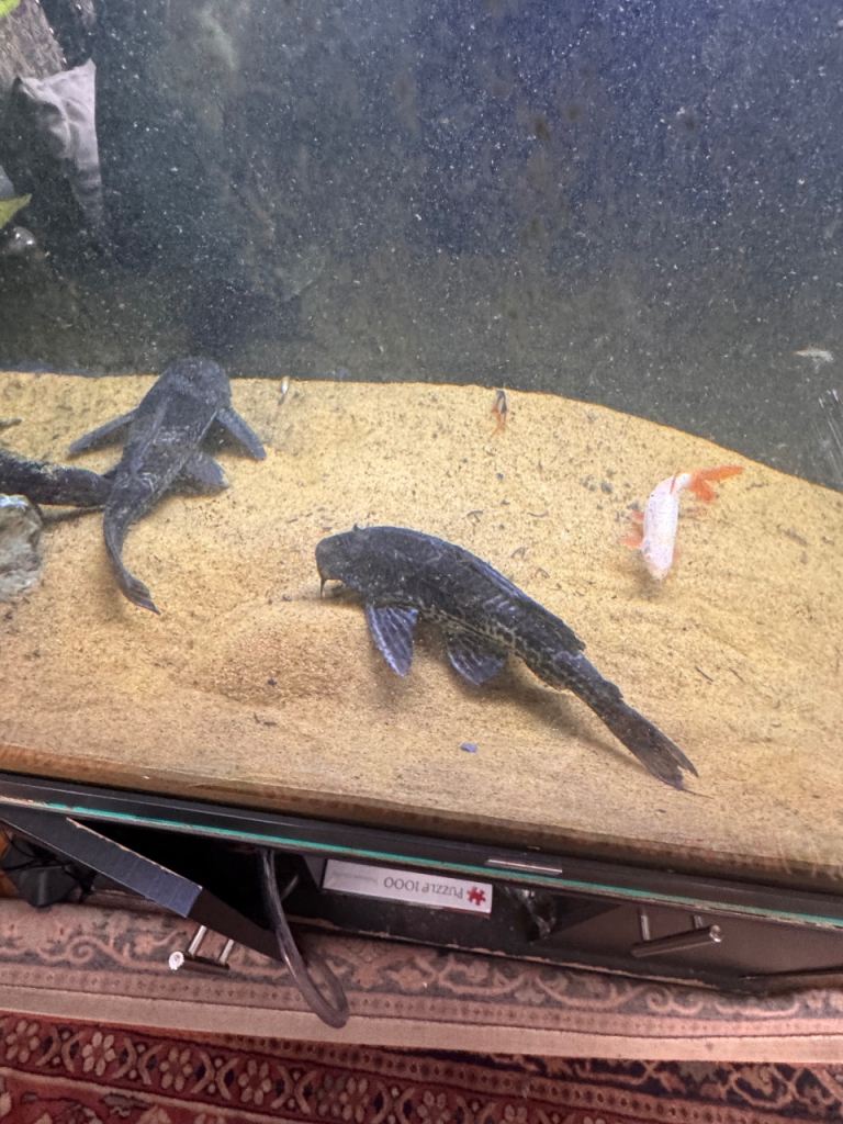 Aquarium Fish for Rehoming – Selling My Tank
