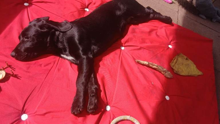 Last beautiful girl pup ready for new home