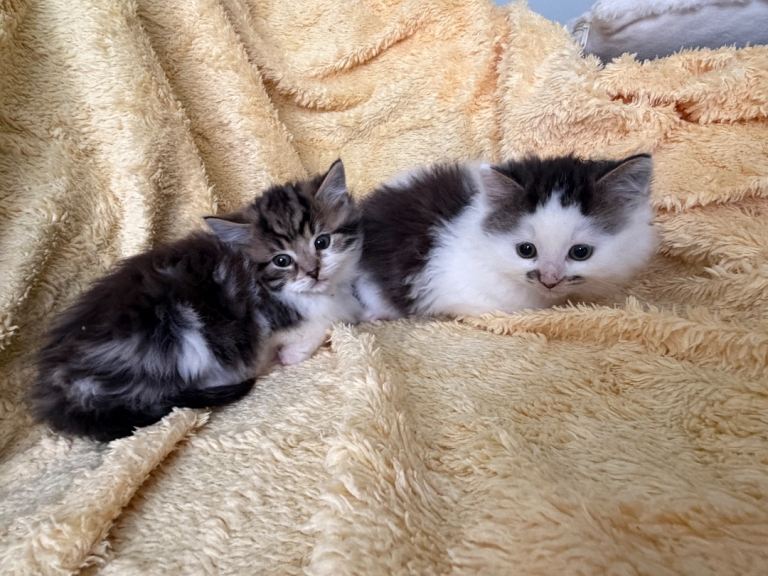Two fluffy kittens for sale