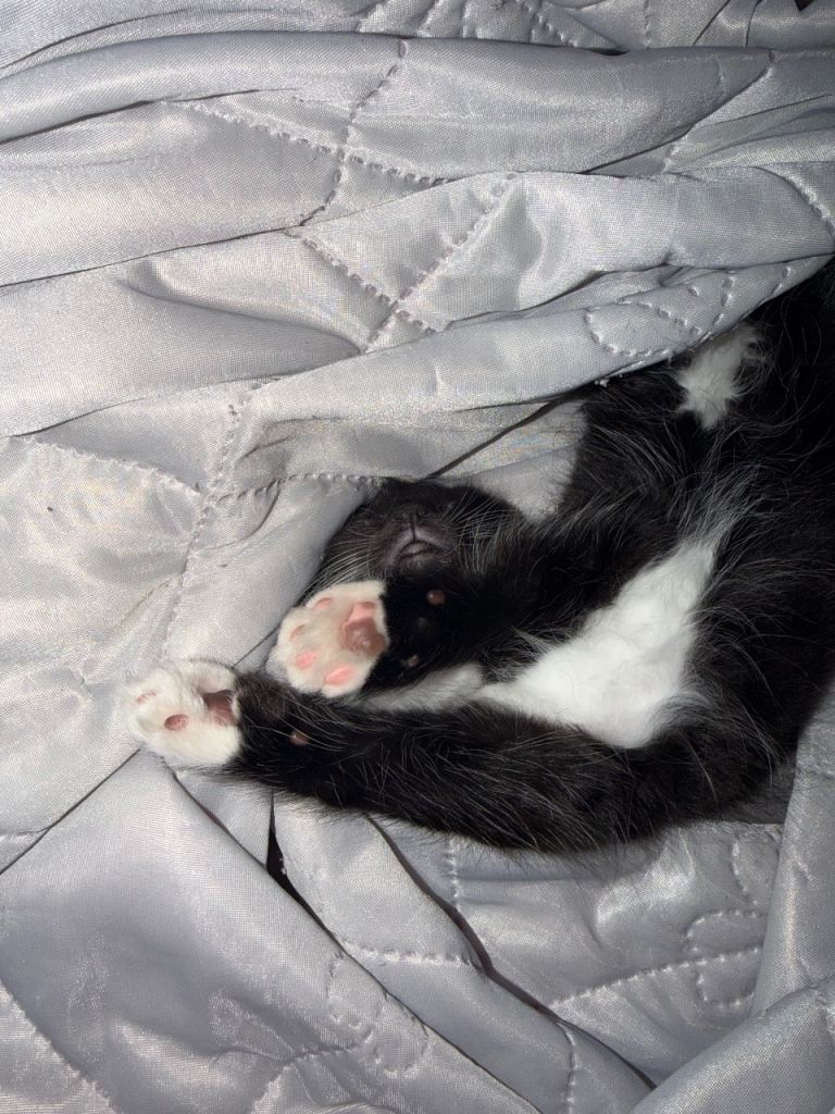 Kitten and Cat for sale 