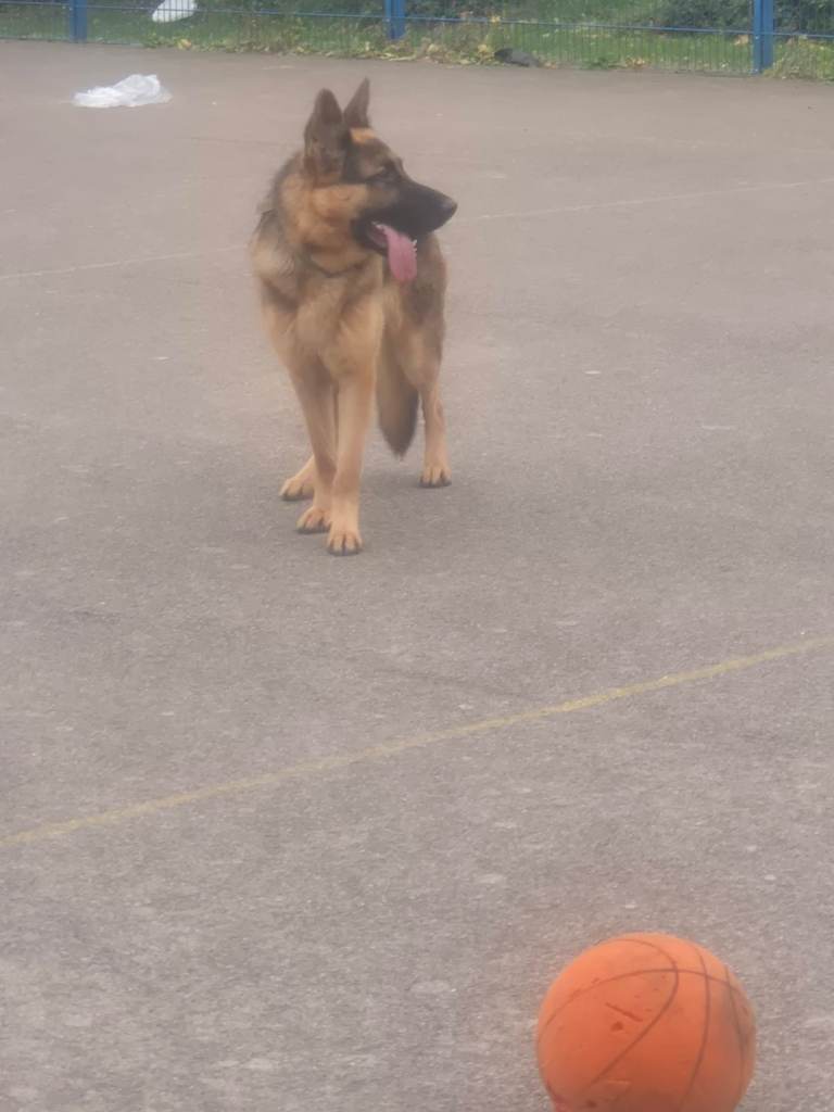 German Shepherd for adoption 