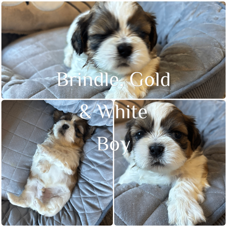 1 Stunning shihtzu boy left 🐶