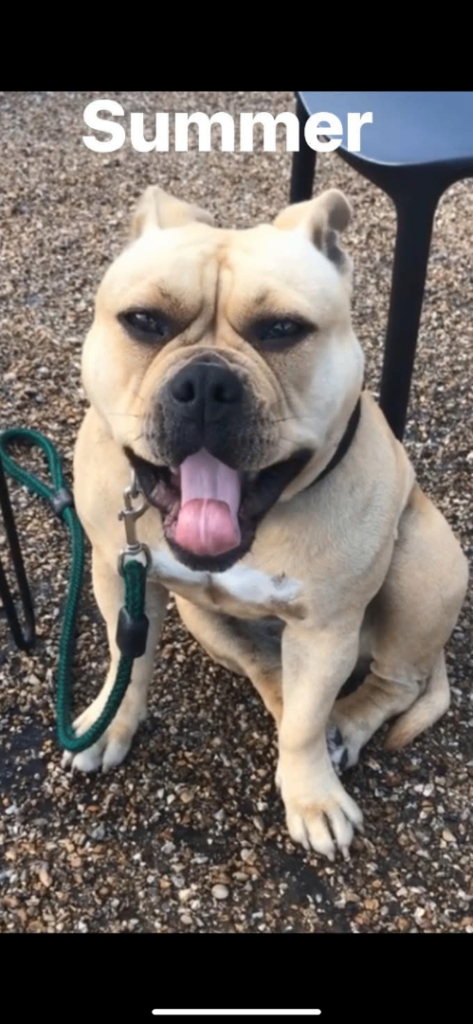 American bully pockets