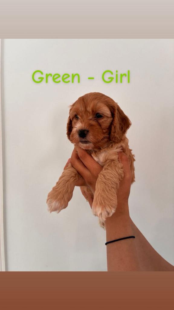 Cockapoo puppies