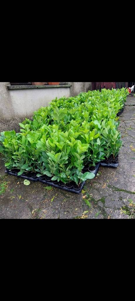Laurel Hedging