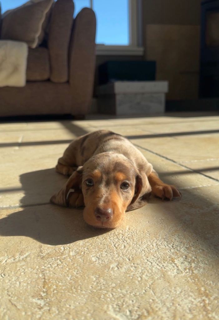 Scottish Dapple dachshund Male puppy