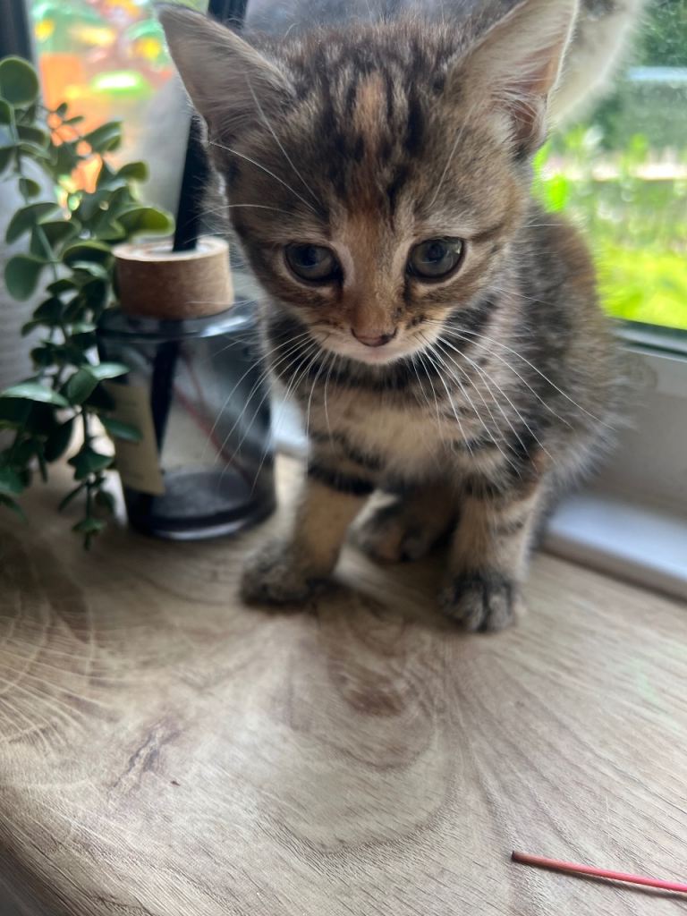 4 Kittens ready to go 