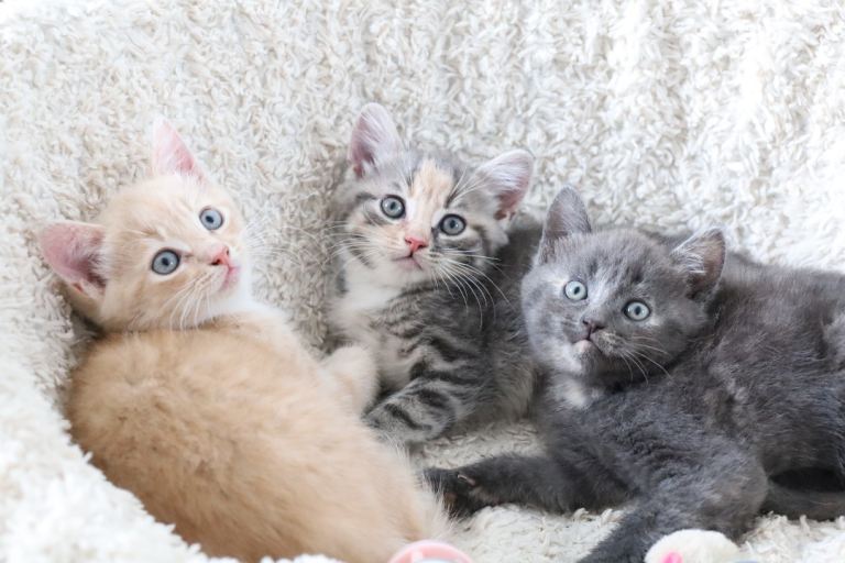 Beautiful Siberian Kittens-3 Boys-Hypoallergenic