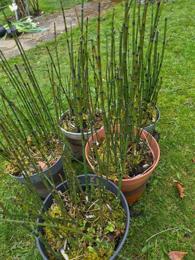 Snake grass/ Equisetum 