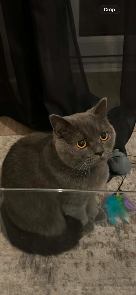 British shorthaired cat 