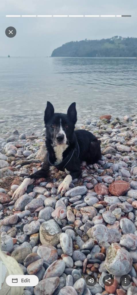 Collie for rehoming PLEASE READ