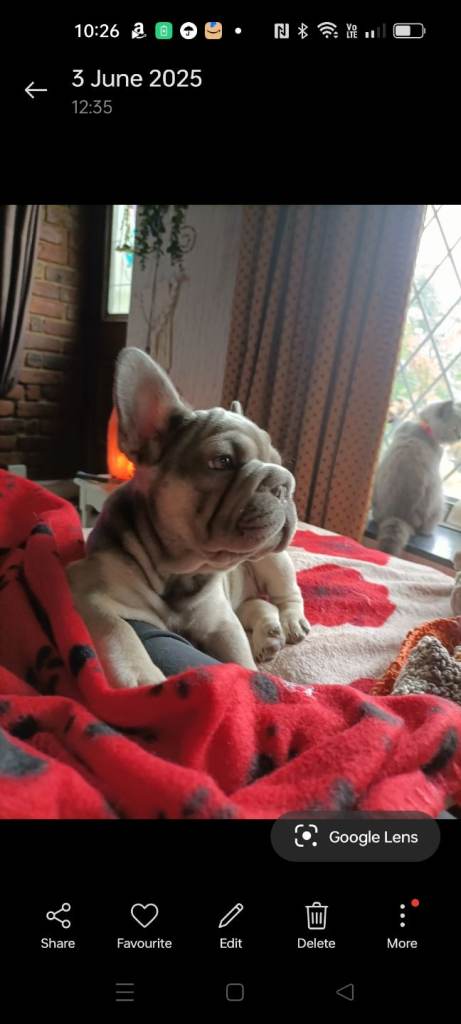 French bulldog 