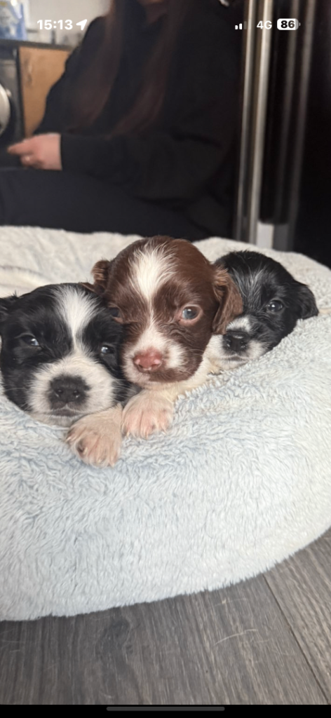 English Springer Spaniel Puppies ready to leave 12th February 