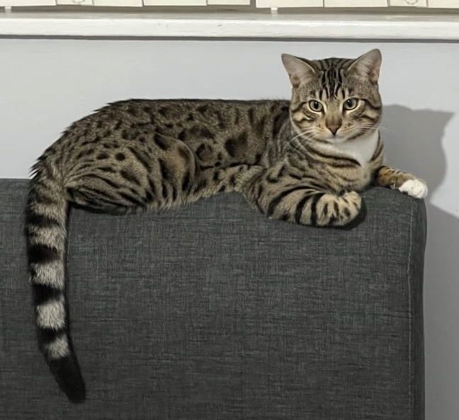 Cross breed Bengal male cat 5 years old 
