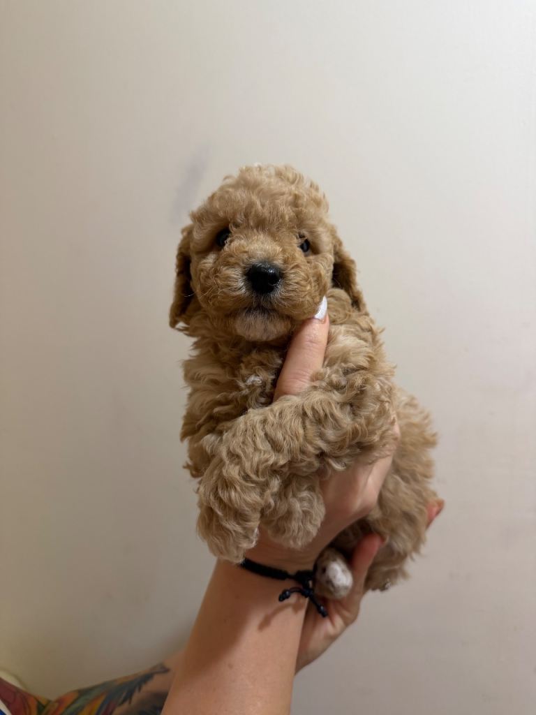 Gorgeous cockapoo puppies, toys size ready 4 May