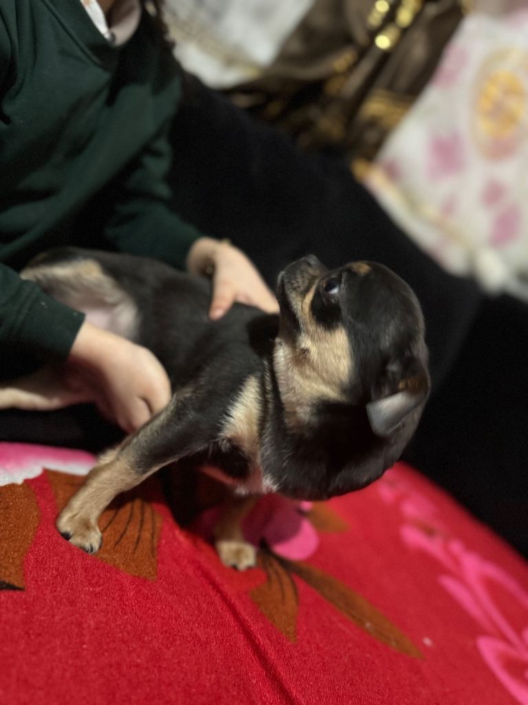 2 pugs females available 