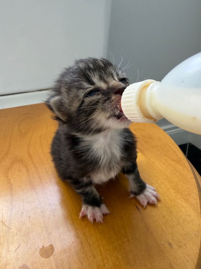 Bottle fed kittens