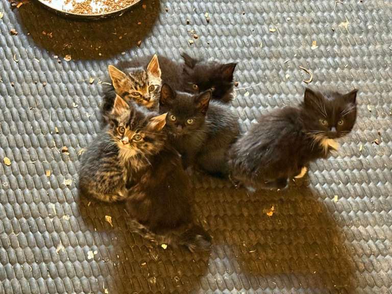 Cute and friendly kittens boys and girls 
