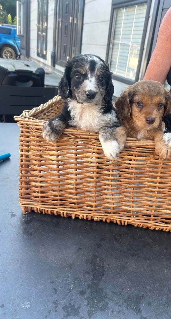 Welcome to the advert of our wonderful cocker spaniel puppies 🐶🐾